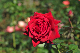 image0280