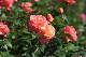 image0281