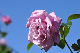 image0289
