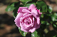image0290