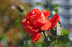 image0291