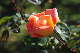 image0294