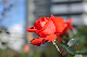 image0296