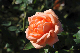 image0299