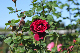 image0300