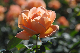 image0303