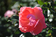 image0305