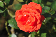 image0306