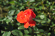 image0309