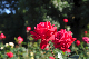 image0312