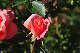 image0313