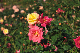 image0315