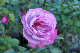 image0318