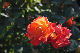 image0320