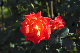 image0321