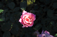 image0322