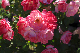 image0327