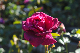 image0329