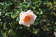image0332