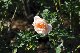image0333