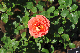 image0335