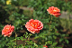 image0336