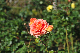 image0337