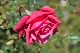 image0338