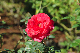 image0339
