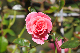 image0341