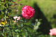 image0342