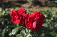 image0344