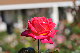 image0345