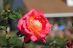 image0349
