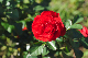 image0353