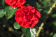 image0356