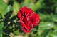 image0363