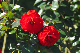 image0366