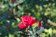 image0369