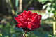 image0377