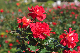 image0385