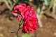 image0386