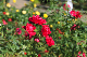 image0387