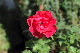 image0388