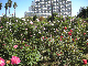 image0392