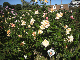 image0393