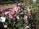 image0403