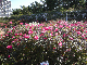 image0406