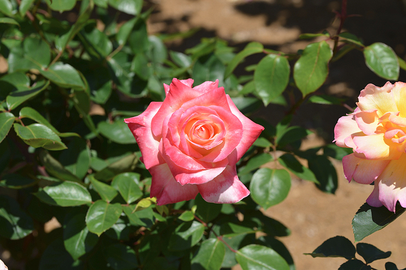 image0242