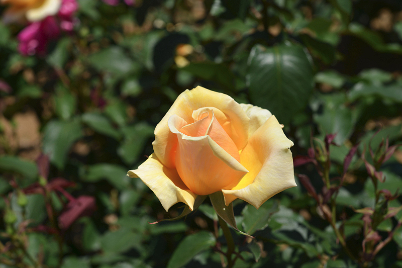 image0249